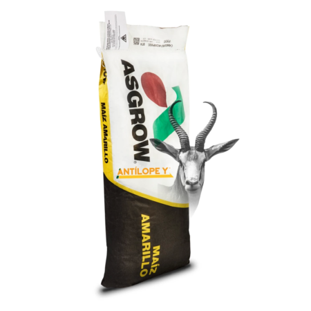 asgrow antilope y