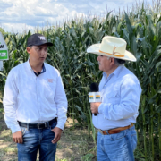 Evento en Verde CampoFino en Autlán, con excelente rendimiento y uniformidad de mazorca.