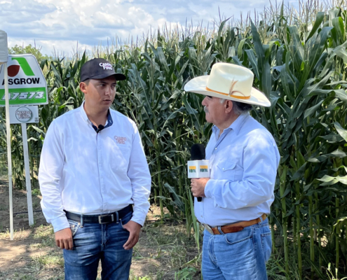 Evento en Verde CampoFino en Autlán, con excelente rendimiento y uniformidad de mazorca.